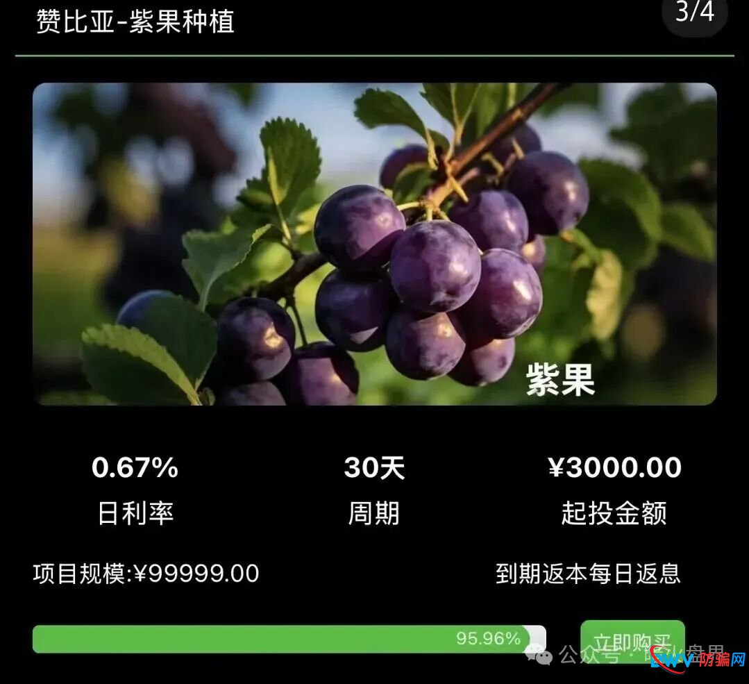 别再上当！“华洋绿投”海外种果树全是假的：高额日息、虚构品种、盗图包装，随时跑路(2)