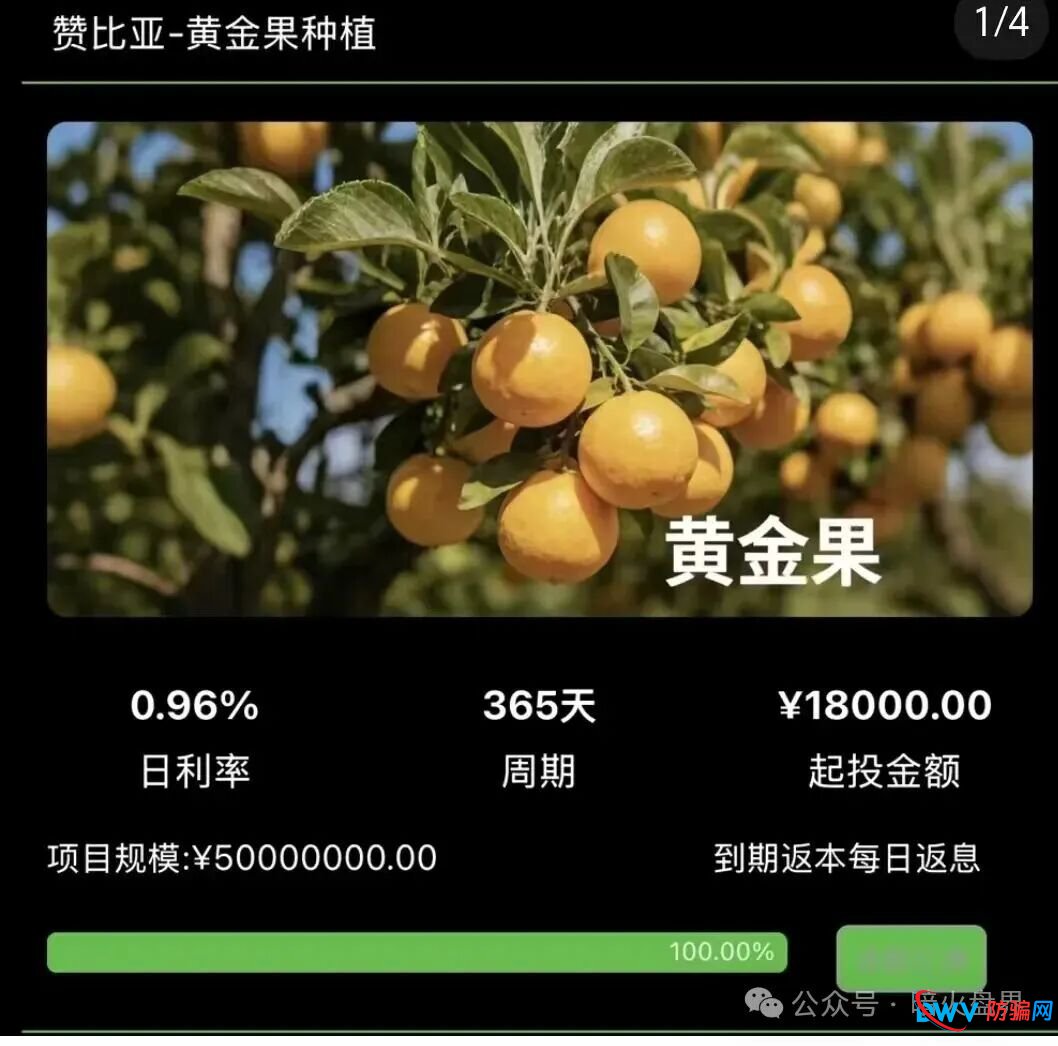 别再上当！“华洋绿投”海外种果树全是假的：高额日息、虚构品种、盗图包装，随时跑路(4)